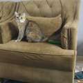 SAR 1,  British Short Cat Avaible