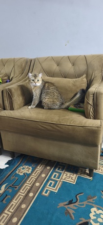 Khobar, Pet Supplies, SAR 1,  British Short Cat Avaible