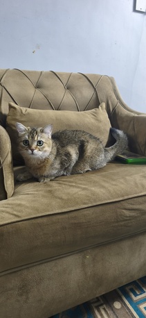 Khobar, Pet Supplies, SAR 1,  British Short Cat Avaible