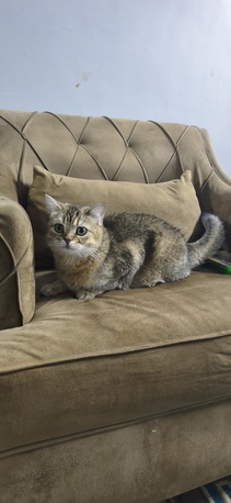 Khobar, Pet Supplies, SAR 1,  British Short Cat Avaible