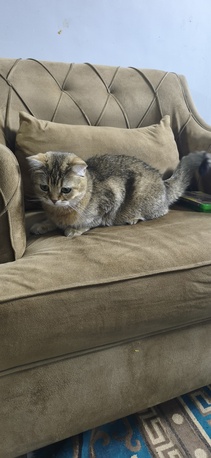 Khobar, Pet Supplies, SAR 1,  British Short Cat Avaible