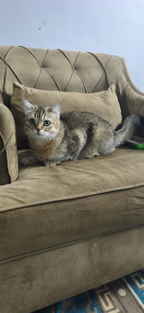 Khobar, Pet Supplies, SAR 1,  British Short Cat Avaible
