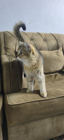 Khobar, Pet Supplies, SAR 1,  British Short Cat Avaible