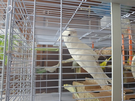 Khobar, Pet Supplies, SAR 120,  Beautiful Birds For Sale