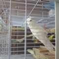 SAR 120,  Beautiful Birds For Sale