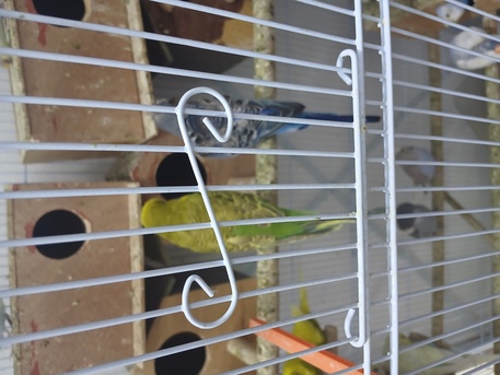 Khobar, Pet Supplies, SAR 120,  Beautiful Birds For Sale