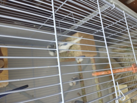 Khobar, Pet Supplies, SAR 120,  Beautiful Birds For Sale