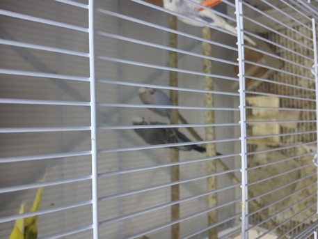 Khobar, Pet Supplies, SAR 120,  Beautiful Birds For Sale