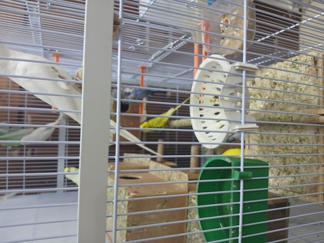 Khobar, Pet Supplies, SAR 120,  Beautiful Birds For Sale