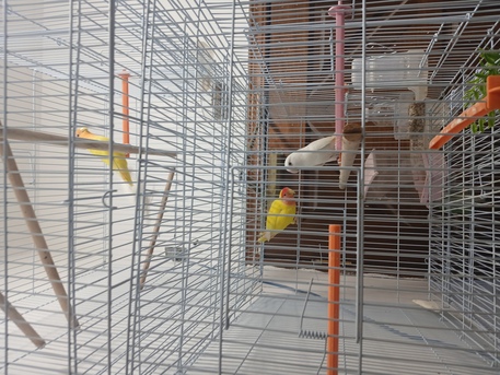 Khobar, Pet Supplies, SAR 120,  Beautiful Birds For Sale