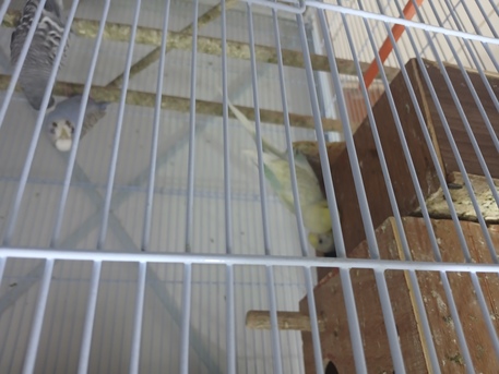 Khobar, Pet Supplies, SAR 120,  Beautiful Birds For Sale