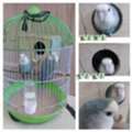 SAR 400,  Selling Lovebirds