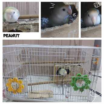 Al Aziziyah, Pet Supplies, SAR 200,  Selling Lovebirds