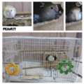 SAR 200,  Selling Lovebirds