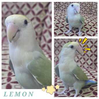Al Aziziyah, Pet Supplies, SAR 200,  Selling Lovebirds