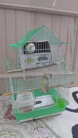 Al Aziziyah, Pet Supplies, SAR 200,  Selling Lovebirds