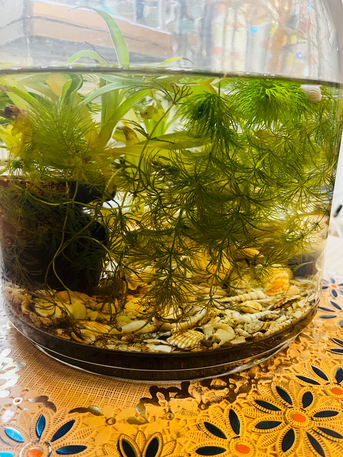 Al Maathar, Farm & Garden, SAR 50,  Fishtank