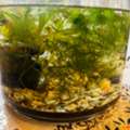 SAR 50,  Fishtank