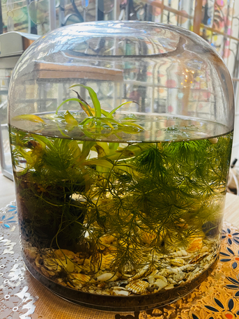 Al Maathar, Farm & Garden, SAR 50,  Fishtank