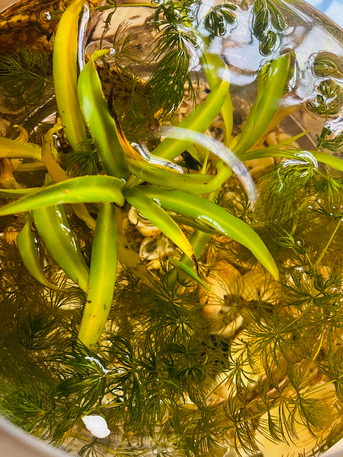 Al Maathar, Farm & Garden, SAR 50,  Fishtank