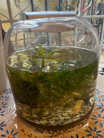 Al Maathar, Farm & Garden, SAR 50,  Fishtank