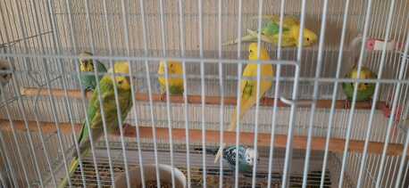 Al Aziziyah, Pet Supplies, SAR 80,  Baajis Love Birds 2 Pairs For Sale (80 Sar) Per Pair Negotiable Price, Rush To Get!