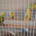 SAR 80,  Baajis Love Birds 2 Pairs For Sale (80 Sar) Per Pair Negotiable Price, Rush To Get!