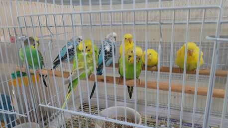 Al Aziziyah, Pet Supplies, SAR 80,  Baajis Love Birds 2 Pairs For Sale (80 Sar) Per Pair Negotiable Price, Rush To Get!