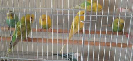 Al Aziziyah, Pet Supplies, SAR 80,  Baajis Love Birds 2 Pairs For Sale (80 Sar) Per Pair Negotiable Price, Rush To Get!