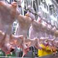 Chiken Factory Job , Transferable