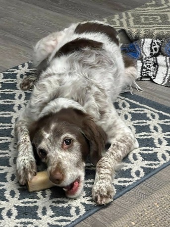 New York, Pet Sitting, The Pet Hospital Of La Mesa
