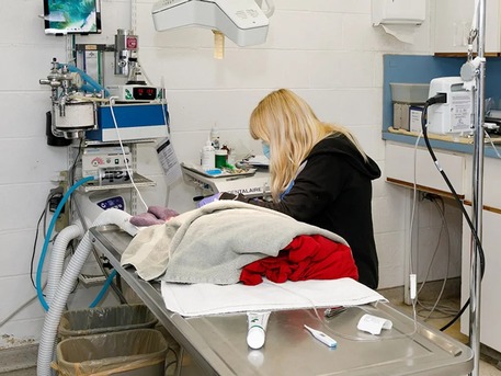 New York, Pet Sitting, The Pet Hospital Of La Mesa