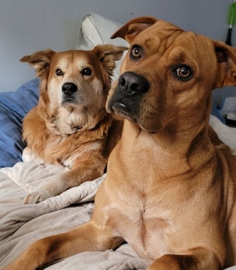 New York, Pet Sitting, The Pet Hospital Of La Mesa