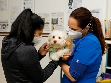 New York, Pet Sitting, The Pet Hospital Of La Mesa