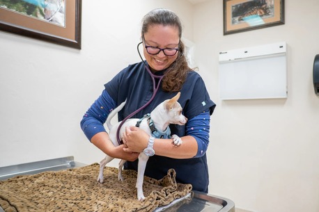 New York, Pet Sitting, The Pet Hospital Of La Mesa