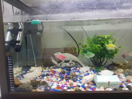 Riyadh, Household Items, SAR 500,  Fiber Glass Fish Aquarium For Sale