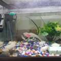 SAR 500,  Fiber Glass Fish Aquarium For Sale