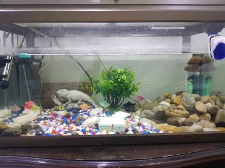 Riyadh, Household Items, SAR 500,  Fiber Glass Fish Aquarium For Sale