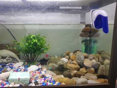 Riyadh, Household Items, SAR 500,  Fiber Glass Fish Aquarium For Sale