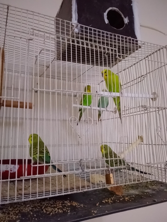 Khobar, Accounting, Budgies Parrot For Sale