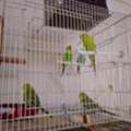Budgies Parrot For Sale