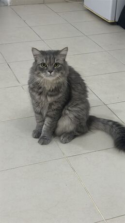 Manama, Pet Supplies, FREE ADOPTION MALE CAT