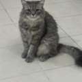 FREE ADOPTION MALE CAT