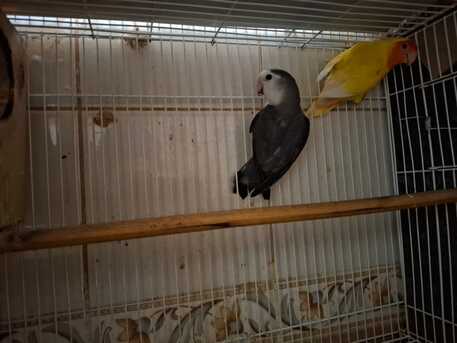 Dammam, Pet Supplies, SAR 300,  African Love Birds For Sale