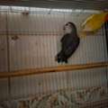 SAR 300,  African Love Birds For Sale
