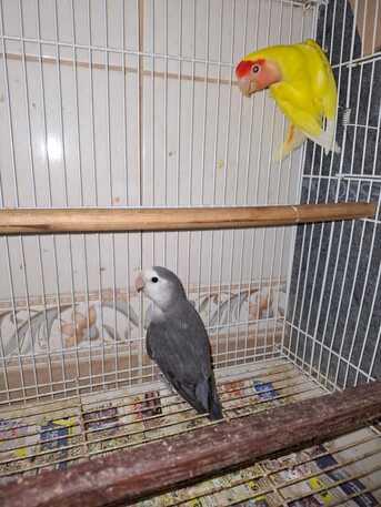 Dammam, Pet Supplies, SAR 300,  African Love Birds For Sale