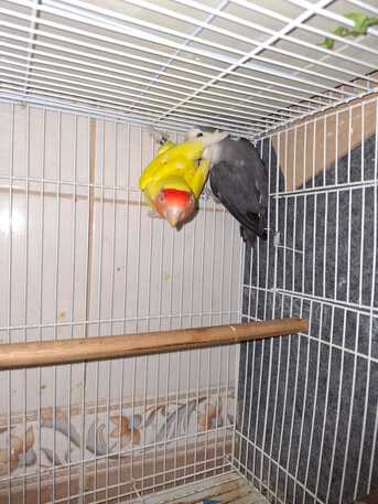 Dammam, Pet Supplies, SAR 300,  African Love Birds For Sale