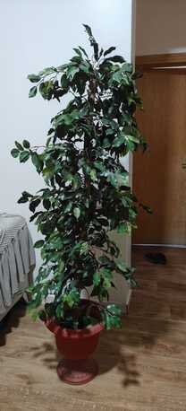 Al Malaz, Household Items, SAR 845,  Dell Flat Monitor 25", Green Plant🌿, Kids Swing, Kitchen Table, Beautiful Side Sofa Table