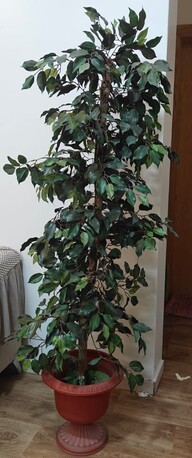 Al Malaz, Furniture, SAR 705,  Dell Flat Monitor 25", Green Plant🌿, Kids Swing, Kitchen Table, Beautiful Side Sofa Table