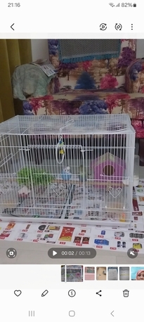 Khobar, Pet Sitting, Pet Sitting Service Available Only For Budgies, Parrots 🦜, Cocktails Parrots